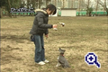 サンプル画像